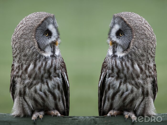 Tableau  Chouette lapone gris