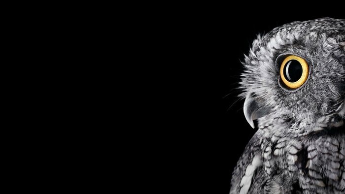 Tableau  Chouette sur fond sombre