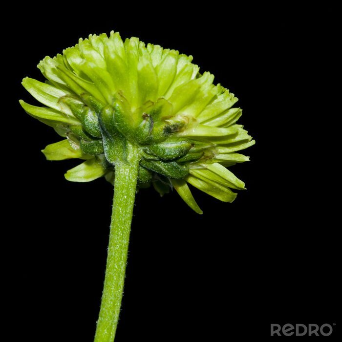 Tableau  Chrysanthème