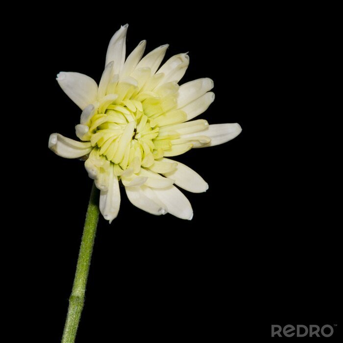 Tableau  Chrysanthème