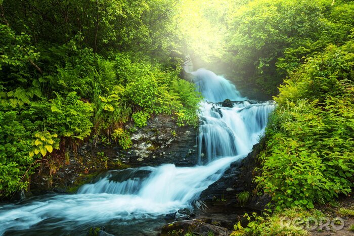 Tableau  Chute d'eau dans la jungle dense