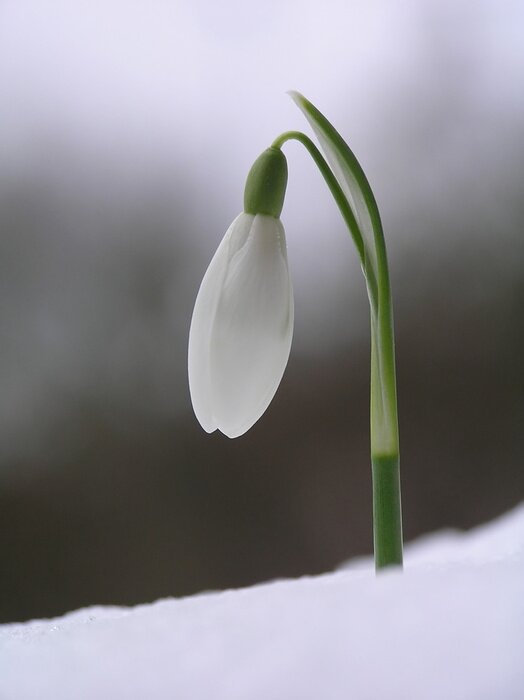 Tableau  Chute de neige dans la neige