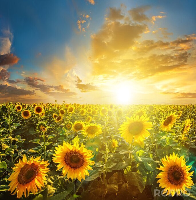 Tableau  Ciel bleu et tournesols