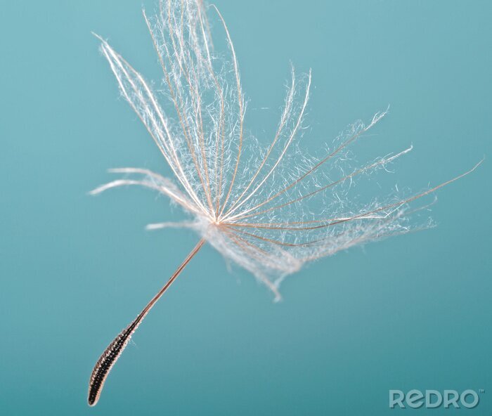 Tableau  Ciel et graines de pissenlit