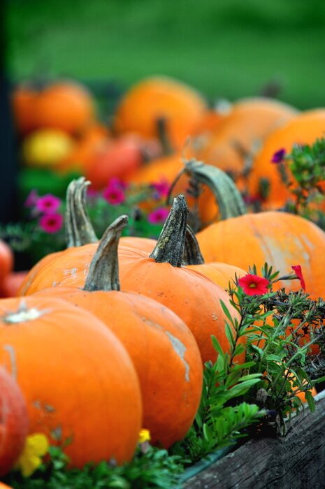 Tableau  Citrouilles qui poussent dans le jardin de la maison
