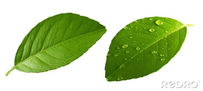 Tableau  Citrus Lemon leaf with drops isolated on white background