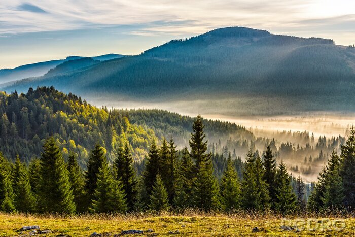 Tableau  Clairière de montagne avec des arbres