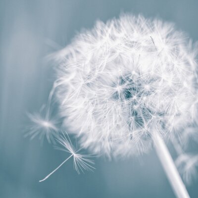 Papier peint  Clairière et pissenlits