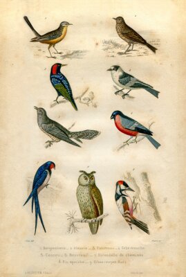 Tableau  Classification d'oiseaux sur un fond naturel
