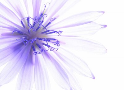 Tableau  Close-up de fleur de maïs bleu avec un fond blanc