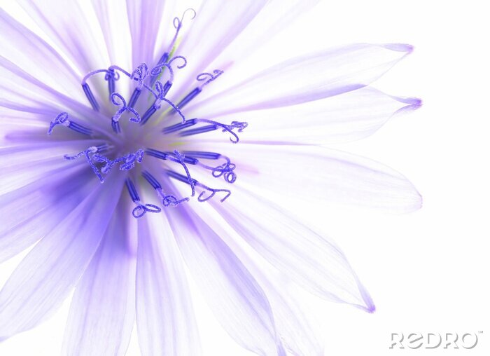 Tableau  Close-up de fleur de maïs bleu avec un fond blanc