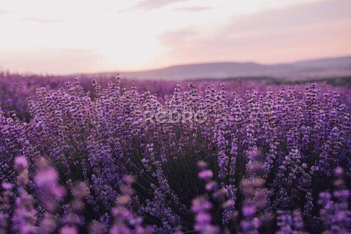 Tableau  Close up lavender flowers in beautiful field at sunset.
