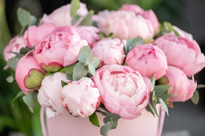 Tableau  Close-up of flowers Pink peonies . Beautiful peony flower for catalog or online store. Floral shop concept . Beautiful fresh cut bouquet. Flowers delivery
