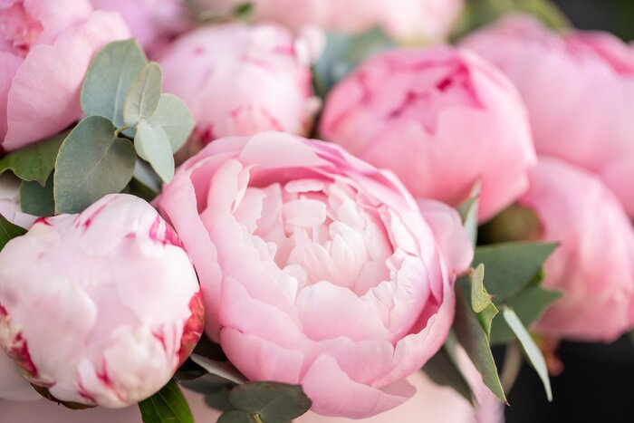 Tableau  Close-up of flowers Pink peonies . Beautiful peony flower for catalog or online store. Floral shop concept . Beautiful fresh cut bouquet. Flowers delivery