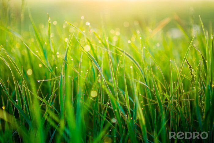 Tableau  Close up of fresh thick grass with water drops in the early morning