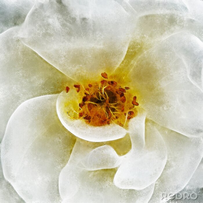 Tableau  Closeup blanc rose fine art