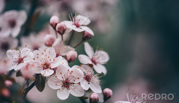 Tableau  Closeup of spring blossom flower on dark bokeh background.