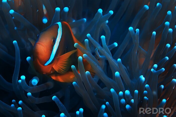 Tableau  clown fish coral reef / macro underwater scene, view of coral fish, underwater diving