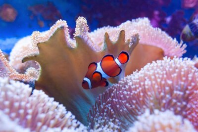 Tableau  Clown fish swimming in the corals.