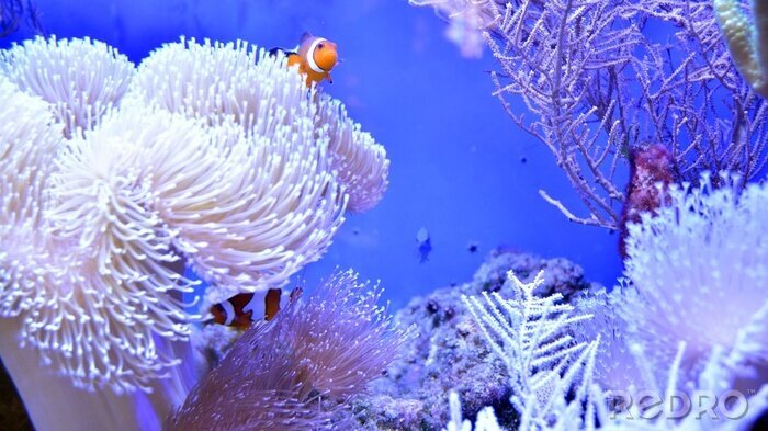 Tableau  Clownfish, Amphiprioninae, in aquarium tank with reef as background.