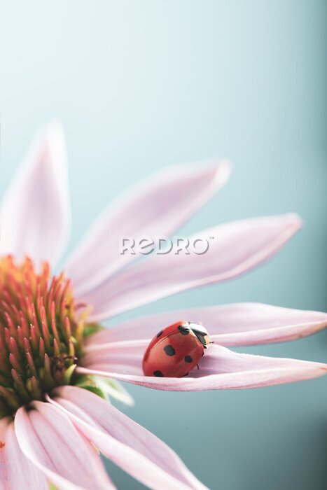 Tableau  Coccinelle sur un pétale de fleur rose
