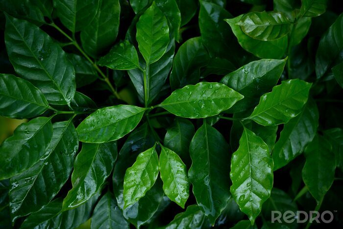 Tableau  Coffee leaves closeup at nursery plantation.