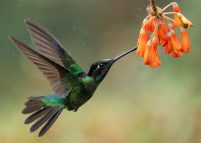 Colibri buvant du nectar
