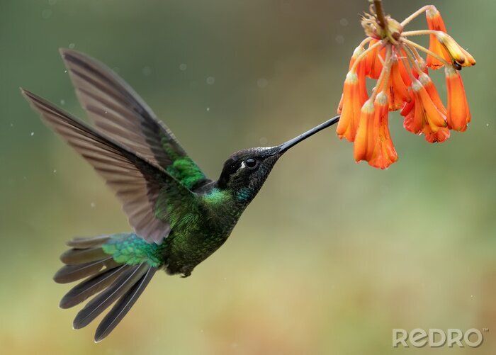 Tableau  Colibri buvant du nectar
