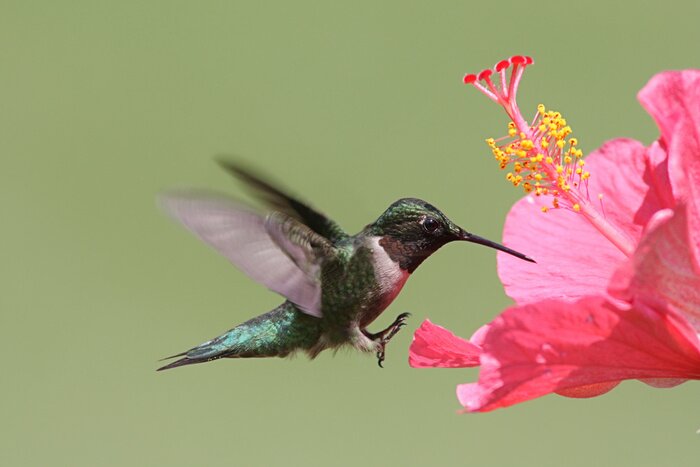 Tableau  Colibri scintillant sur un fond vert
