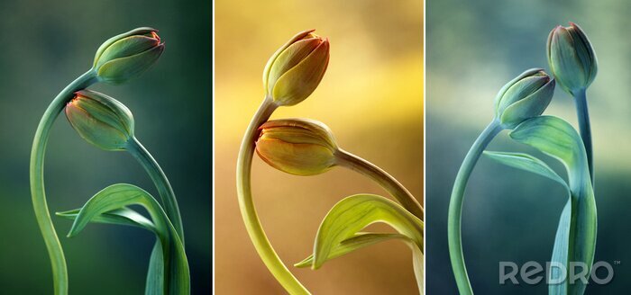 Tableau  Collage avec des tulipes