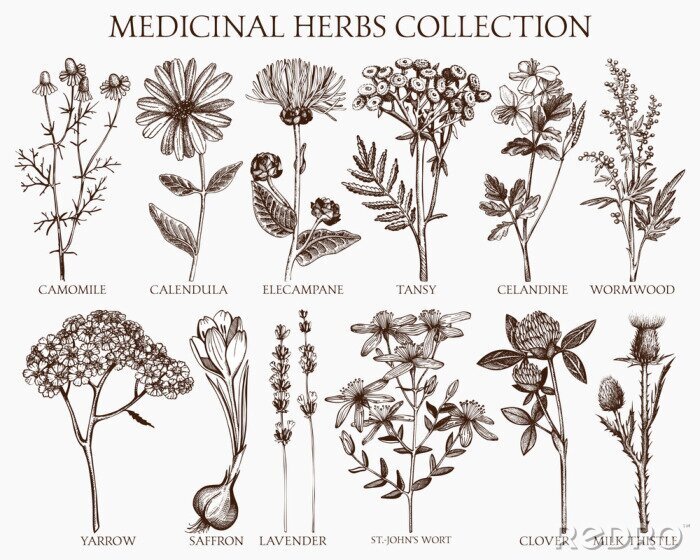 Tableau  Collection d'herbes médicinales