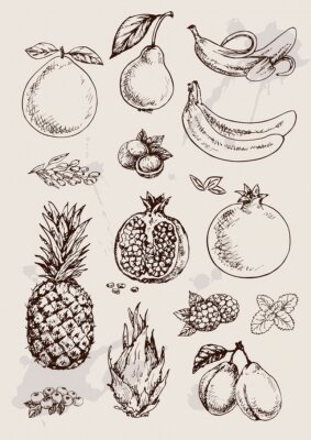 collection de dessin à main isolé fruits