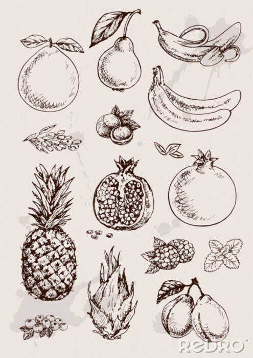 Tableau  collection de dessin à main isolé fruits