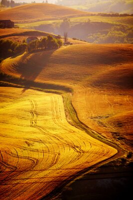Collines de Toscane en couleur dorée