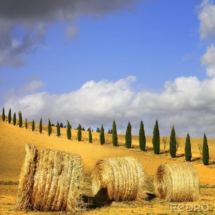 Tableau  collines dorées de la Toscane. Paysages italiens