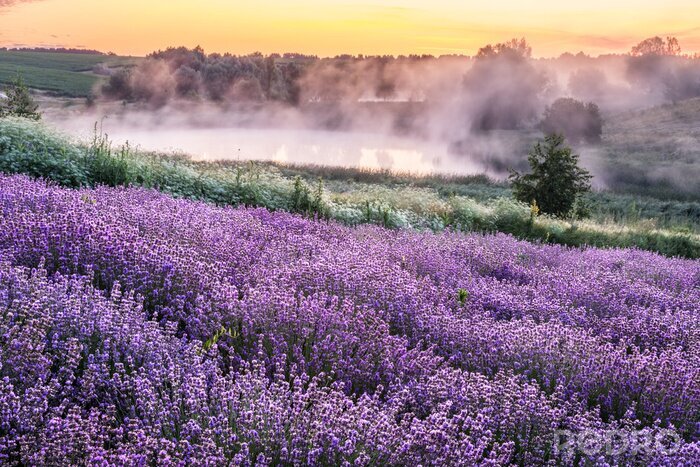 Tableau  Colorful flowering lavandula or lavender field in the dawn light.
