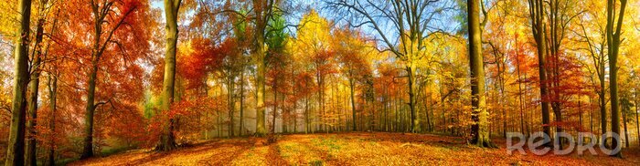 Tableau  Colorful forest panorama in autumn