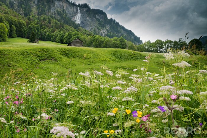 Tableau  colorful wildflower meadow and old hut in a mountain landscape with waterfall
