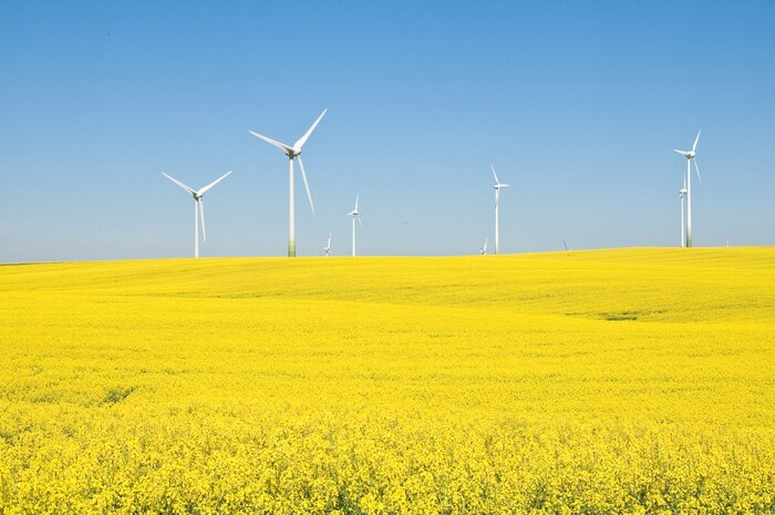 Tableau  Colza et l'énergie éolienne