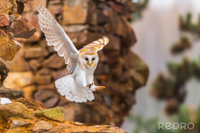 Tableau  common barn owl ( Tyto albahead ) head close up