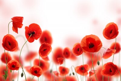 Composition de coquelicots rouges