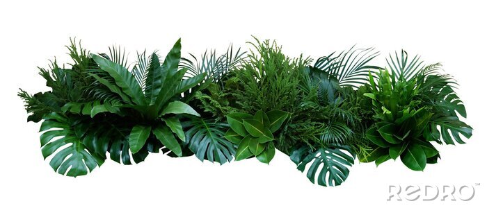 Tableau  Composition des plantes exotiques