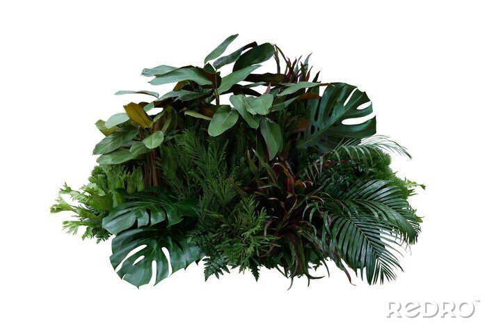 Tableau  Composition des plantes vertes