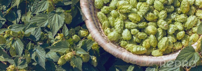 Tableau  Cones of hops in a basket for making natural fresh beer, concept of brewing. Beautiful panoramic image, tinted.