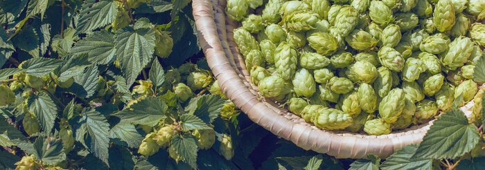 Tableau  Cones of hops in a basket for making natural fresh beer, concept of brewing. Beautiful panoramic image, tinted.