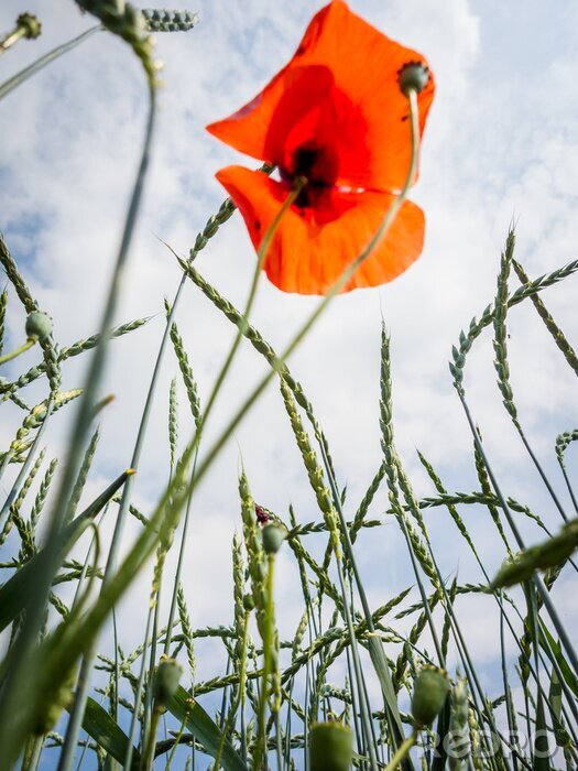 Tableau  Coquelicot et blé