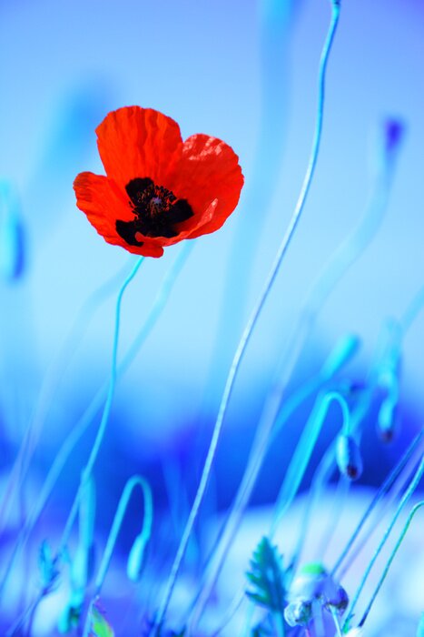 Tableau  Coquelicot et contraste avec un fond bleu