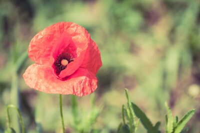 Coquelicot sur fond de verdure