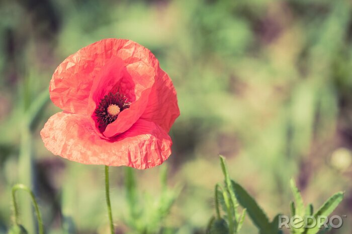 Tableau  Coquelicot sur fond de verdure