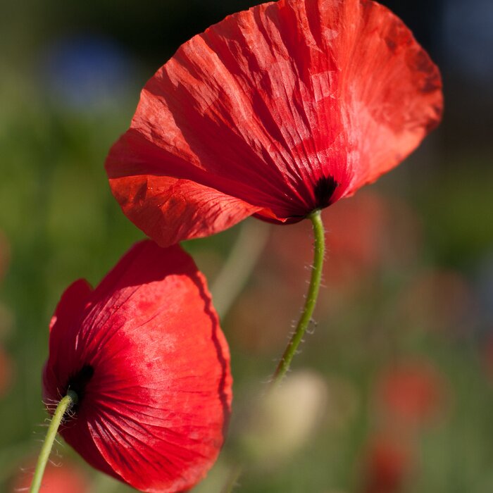 Tableau  Coquelicots
